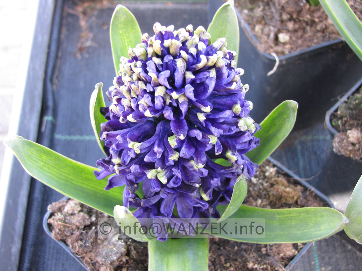 Hyazinthus Blue Jacket schwarzblau.JPG